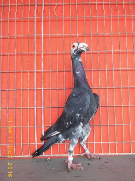 1-0. - CARRIER PT MATCA 2019