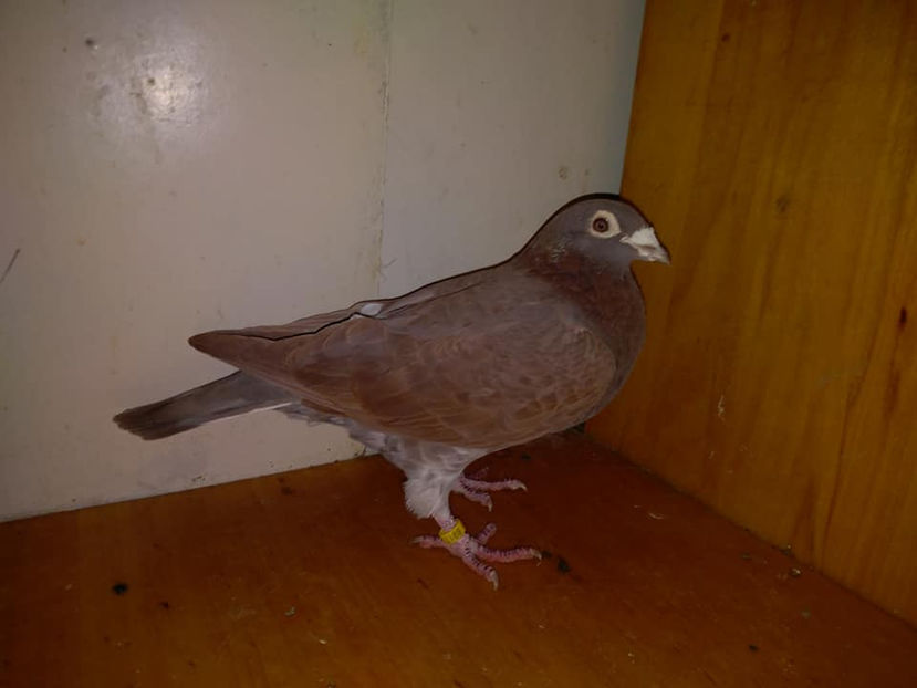 F.2017 - Porumbei  vinduti