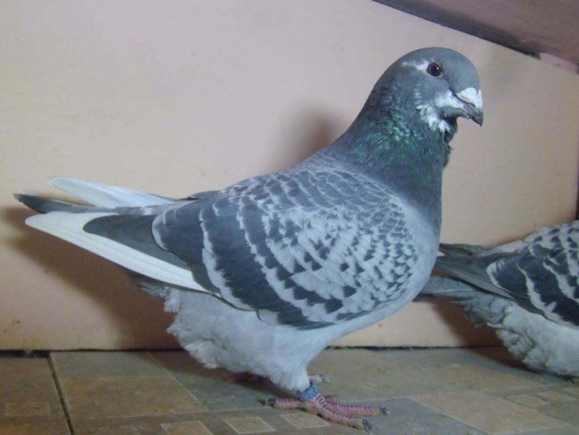 P1130410 - GUTI