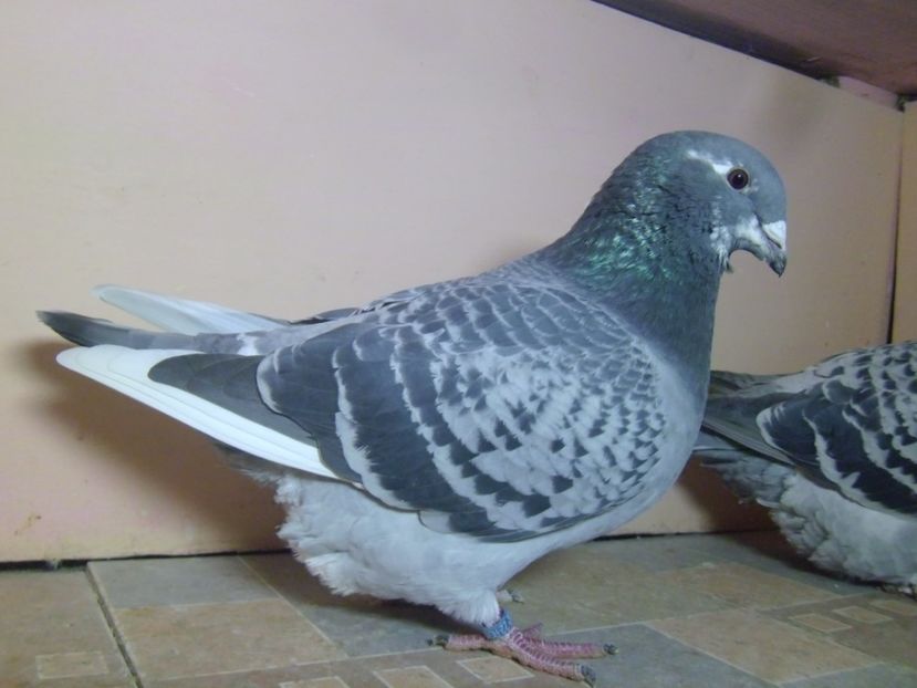 P1130411 - GUTI