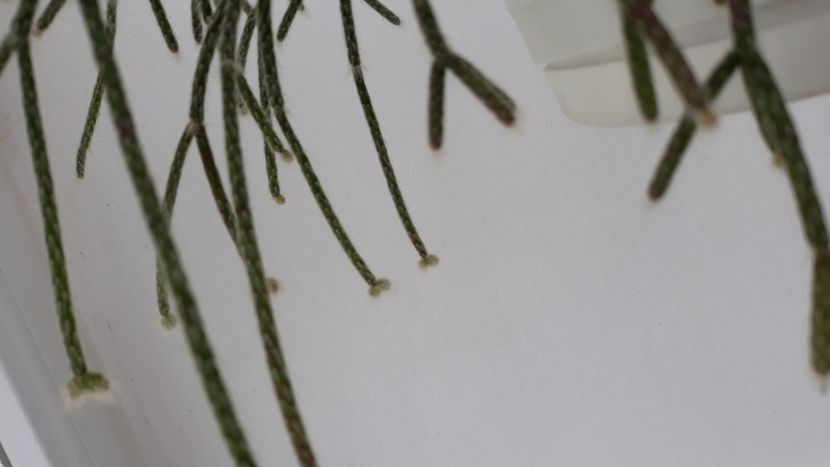  - Suculente mica pasiune