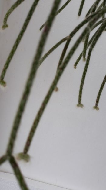  - Suculente mica pasiune