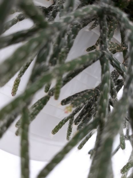  - Suculente mica pasiune