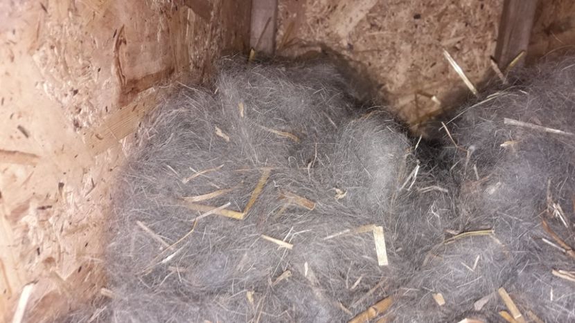  - CUIBURI DE IEPURAS