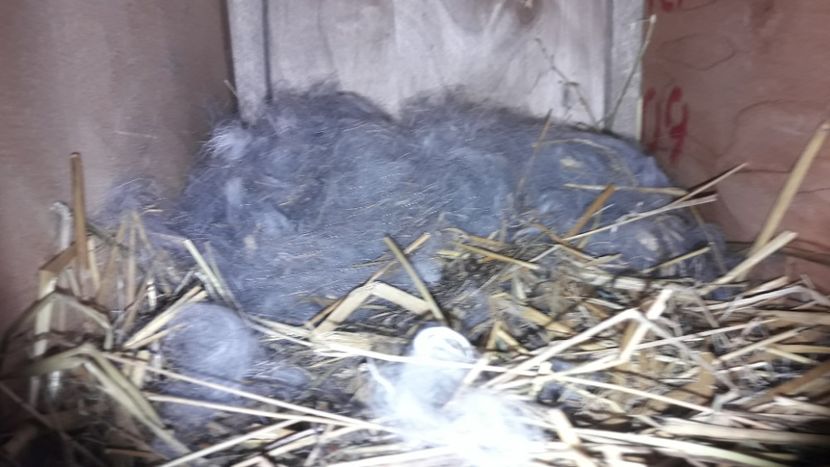  - CUIBURI DE IEPURAS