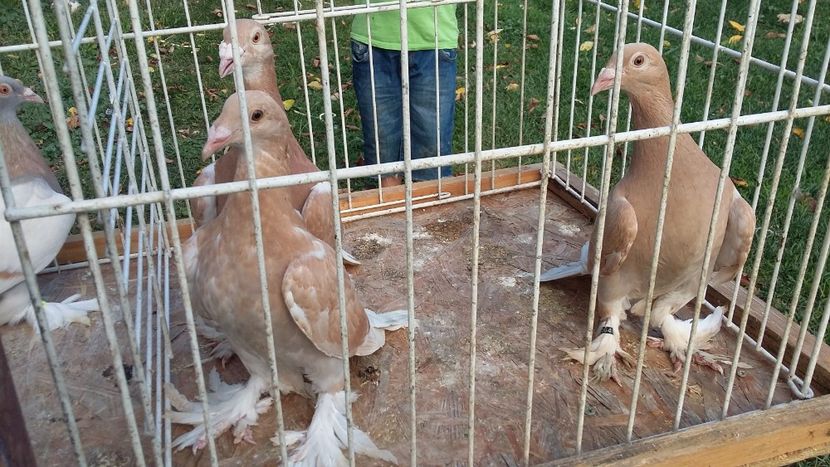  - 15-MAGYAR DISZPOSTA - VOIAJOR MAGHIAR DE FRUMUSETE