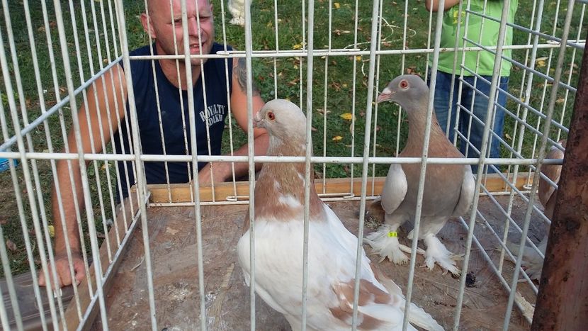  - 15-MAGYAR DISZPOSTA - VOIAJOR MAGHIAR DE FRUMUSETE