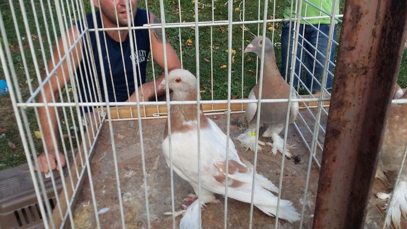  - 15-MAGYAR DISZPOSTA - VOIAJOR MAGHIAR DE FRUMUSETE