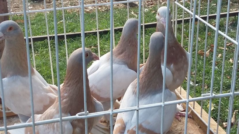  - 15-MAGYAR DISZPOSTA - VOIAJOR MAGHIAR DE FRUMUSETE