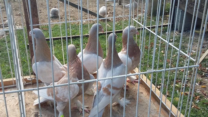  - 15-MAGYAR DISZPOSTA - VOIAJOR MAGHIAR DE FRUMUSETE