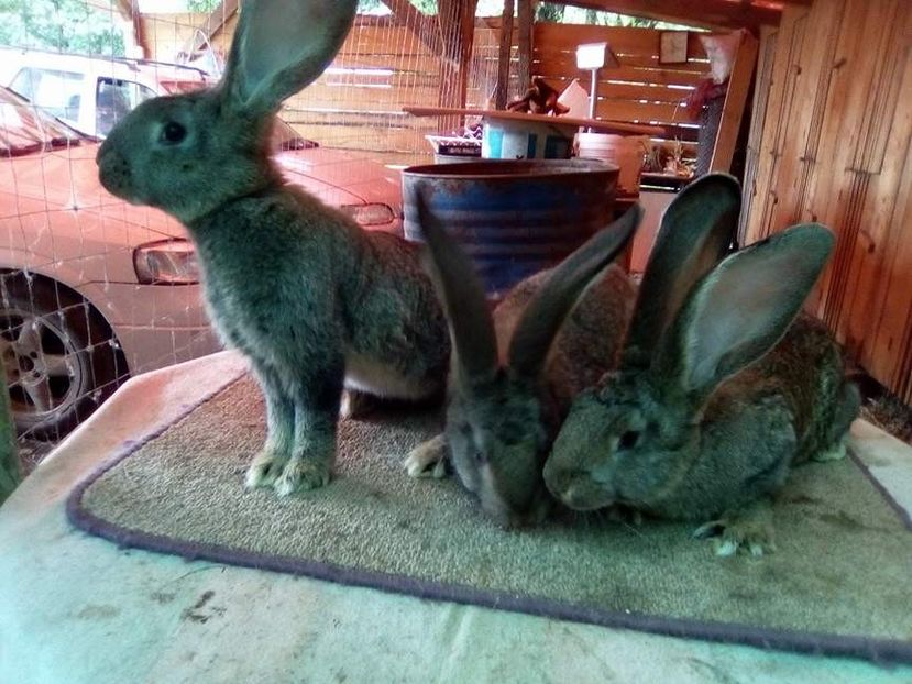  - 05-SZURKE ORIAS-URIAS GRI