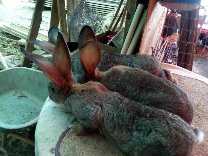  - 05-SZURKE ORIAS-URIAS GRI