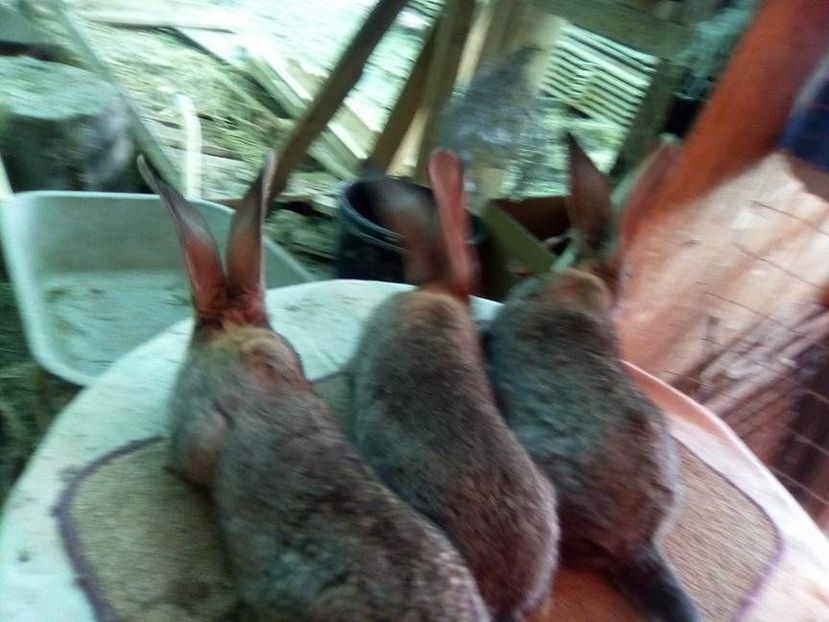  - 05-SZURKE ORIAS-URIAS GRI