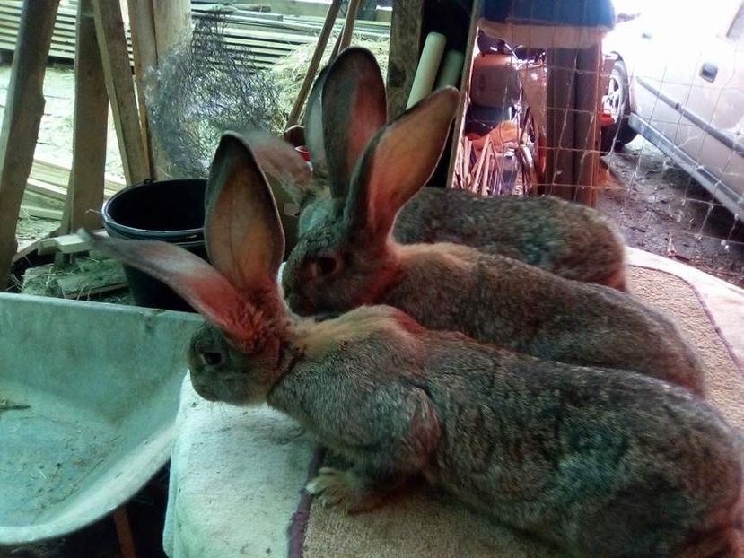  - 05-SZURKE ORIAS-URIAS GRI