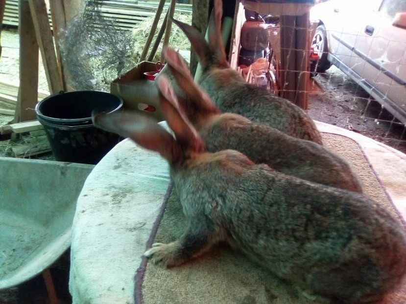  - 05-SZURKE ORIAS-URIAS GRI