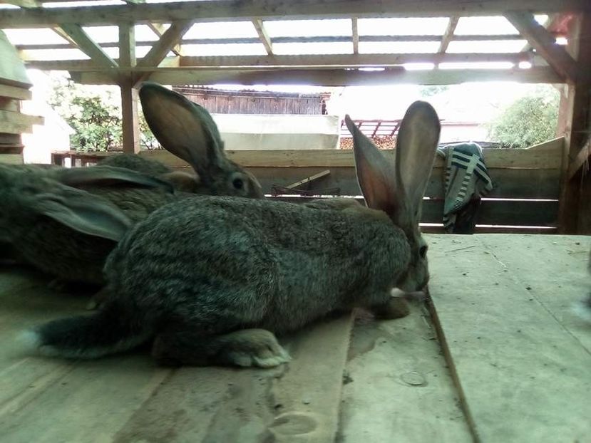  - 05-SZURKE ORIAS-URIAS GRI