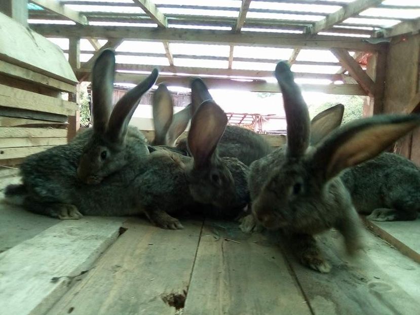  - 05-SZURKE ORIAS-URIAS GRI