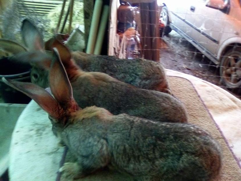  - 05-SZURKE ORIAS-URIAS GRI