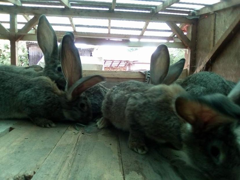  - 05-SZURKE ORIAS-URIAS GRI