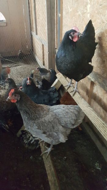  - Gaini Australorp