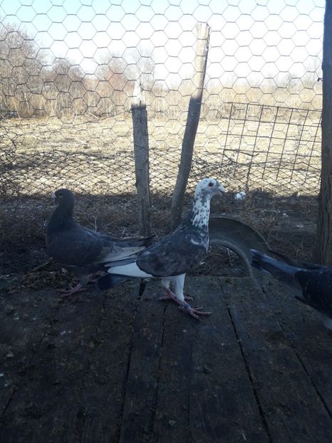  - Porumbei Germani de Frumusete