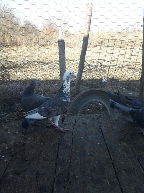  - Porumbei Germani de Frumusete