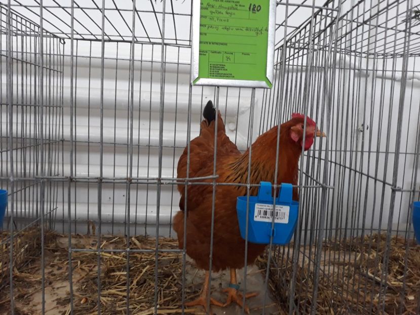  - REZULTATE LA EXPO BISTRITA 2015-2016-2018