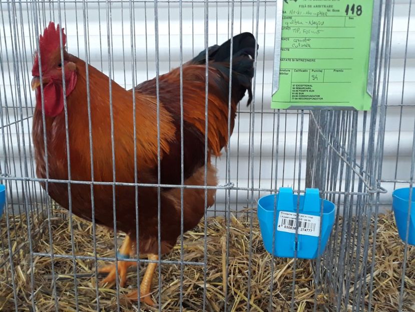  - REZULTATE LA EXPO BISTRITA 2015-2016-2018