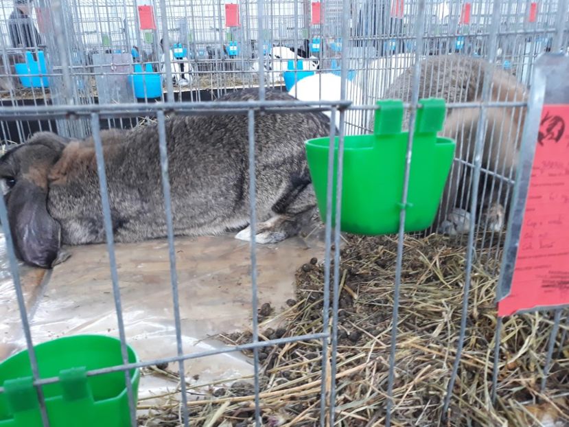  - REZULTATE LA EXPO BISTRITA 2015-2016-2018