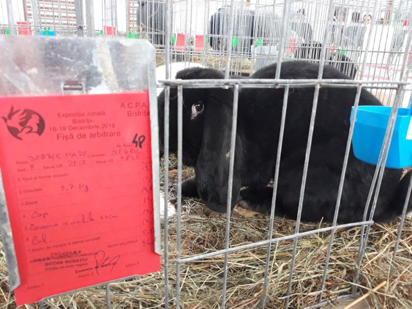  - REZULTATE LA EXPO BISTRITA 2015-2016-2018