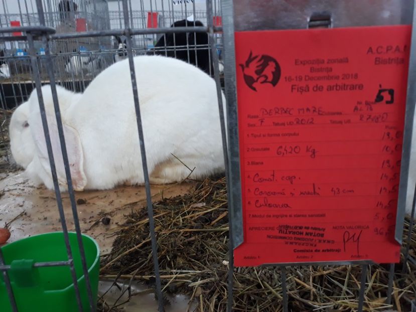  - REZULTATE LA EXPO BISTRITA 2015-2016-2018