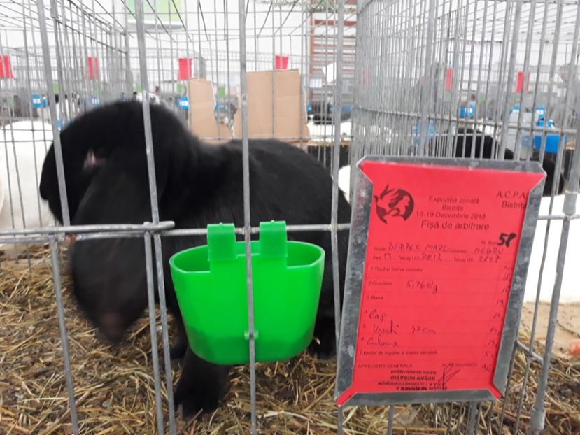  - REZULTATE LA EXPO BISTRITA 2015-2016-2018