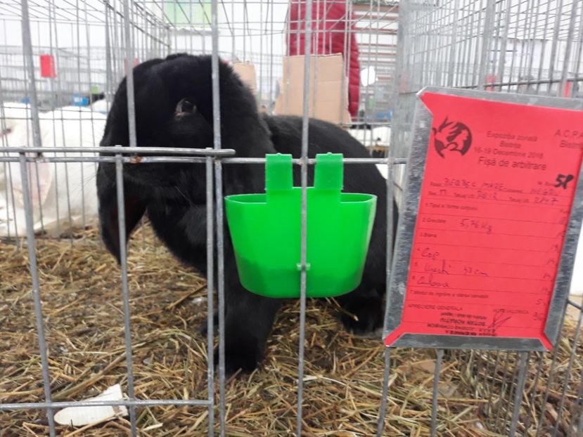  - REZULTATE LA EXPO BISTRITA 2015-2016-2018