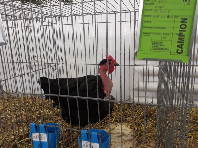 De vînzare matcă 2017 - DE VINZARE PUI-GAINI 2018