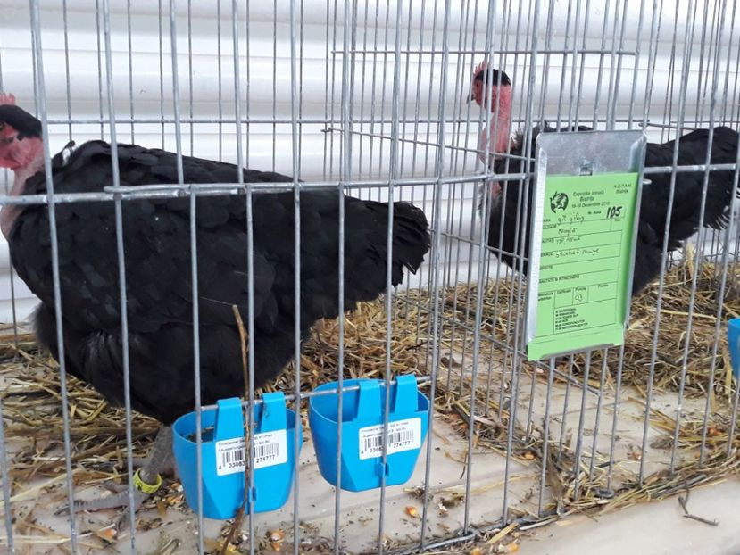  - DE VINZARE PUI-GAINI 2018