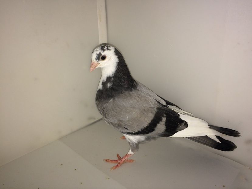 5206  femelă  2018 - Plecați ALBUM 2