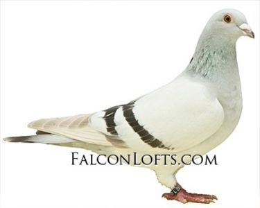 image - Ceva interesant