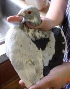 image - Ceva interesant