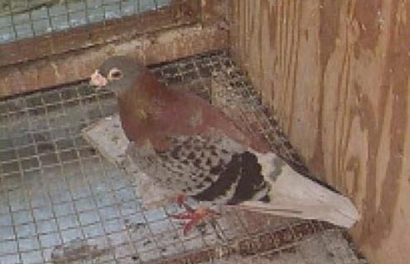 image - Ceva interesant