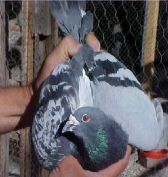 image - Ceva interesant