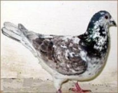 image - Ceva interesant