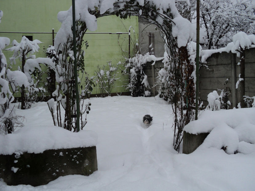 ...sa-mi inspectez teritoriul ! - Pusa