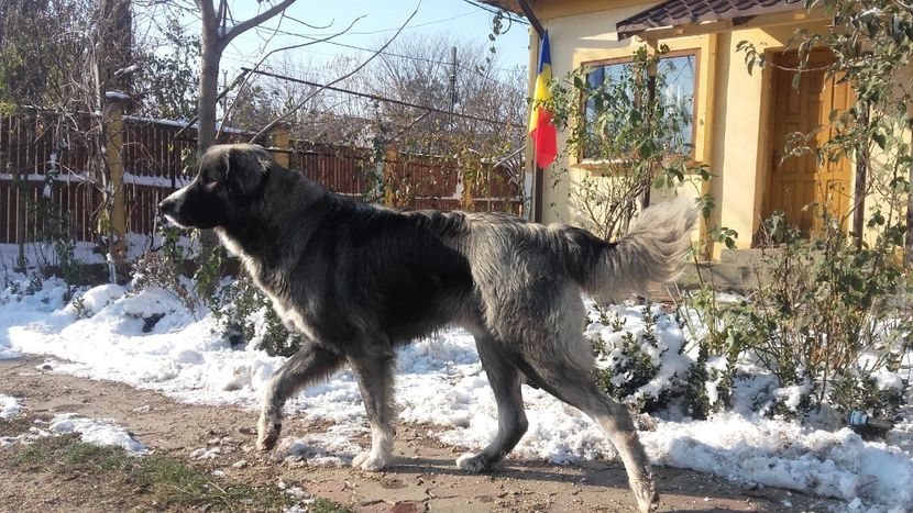 20181201_113428[1] - 1 MĂCIN DE CROITORU