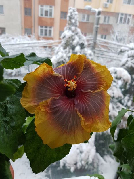  - HIBISCUS 2018