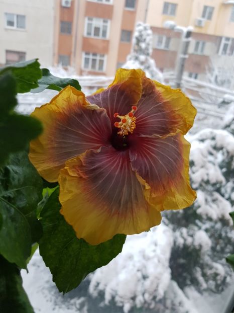  - HIBISCUS 2018