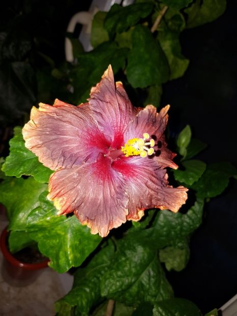  - HIBISCUS 2018