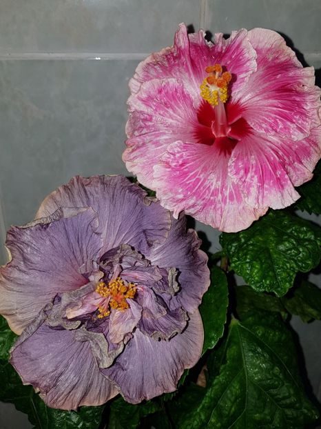  - HIBISCUS 2018