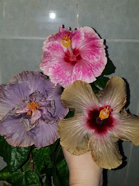  - HIBISCUS 2018