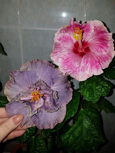  - HIBISCUS 2018