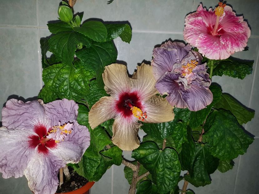  - HIBISCUS 2018